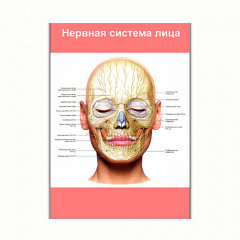 Плакат Vivay Нервова система особи А3 (8256) Чернігів
