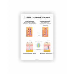 Плакат Vivay Система потовиділення 60х40 см Білий (hub_jy3td3) Балаклія