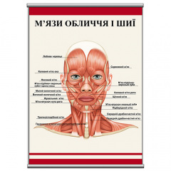 Плакат Vivay М’язи обличчя та шиї А1 (a8224c-25357) Хмельницкий