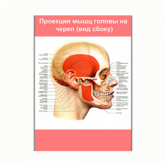 Плакат Vivay Проекція м'язів голови на череп (вид збоку) А0 (8237) Київ