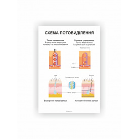 Плакат Vivay Система потовиділення 84х118 см Білий (hub_xjbo7u)