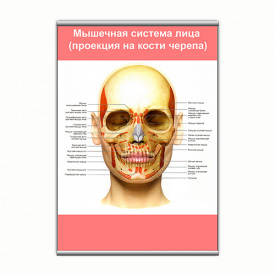 Плакат Vivay М'язова система обличчя (проекція на кістки черепа) з планкою А3 (9166)