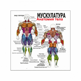 Плакат Vivay Мускулатура. Анатомія тіла 70x70 см (4683)