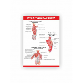 Плакат Vivay М’язи грудей та живота 30х40 см Білий (hub_ltiouw)