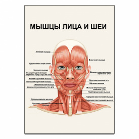 Плакат М'язи обличчя та шиї А3