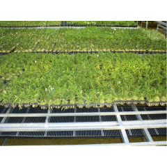 Heat Plus HP-SPN-303-60 інфрачервона плівка для теплої підлоги (ширина 30 см) Тернопіль