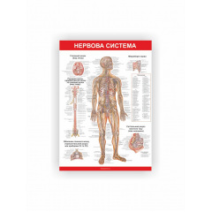 Плакат Нервова система Vivay 84х118 см Білий Київ