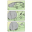 Чехол-тент для автомобиля MAZDA 2 hatchback Kegel-Blazusiak Basic Garage M2 Hatchback (5-3955-241-3021) Дніпро