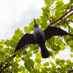 Ворон Chomik для відлякування птахів із крилами 61х44 см Чорний Южноукраинск