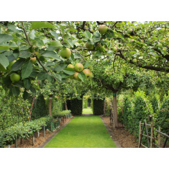 Інсектоакарицид Киссон Зимовіт 1 л (2134671562) Генічеськ