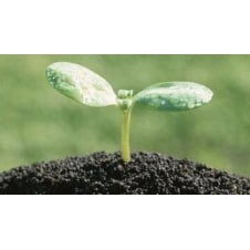 Чернозем навалом черный