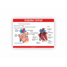 Плакат Vivay Будова серця 60х40 см Білий (hub_ms2fcj)