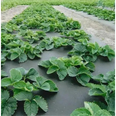 Агроволокно з перфорацією Shadow 50 г/м2 1.6x100 м Чорно-білий (2643742861) Охтирка