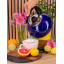 Чайник для плиты Boiling Water 2,5л blue Kamille DP262129 Ромны