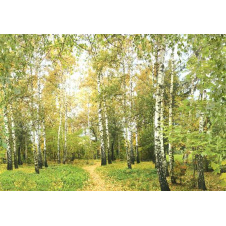 Фотошпалери Ника Руські берези196х280