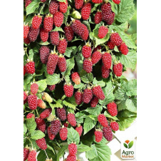 Малинно-ежевичный гибрид Тайберри (Tayberry) (ранний срок созревания, слабошипный сорт)