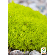 Мшанка (ирландский мох) Lime Moss