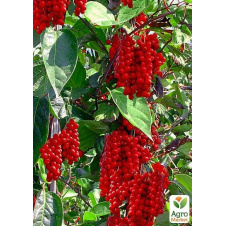 Лимонник китайский Schisandra chinensis (среднего срока созревания)
