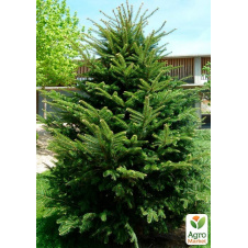 Пихта Белая (Abies Alba) горшок P9