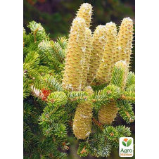 Пихта Греческая (Abies cephalonica) горшок P9