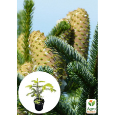 Пихта Греческая 3-х летняя Abies cephalonica (высота 20-30см)