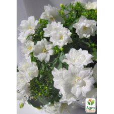Кампанула махровая Double White