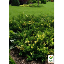 Можжевельник китайский Expansa Variegata (ком/сетка) диаметр 60-70 см
