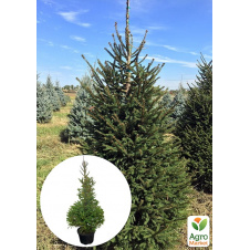 Ель 5-ти летняя Европейская (Picea Abies) С5 высота 60-80см