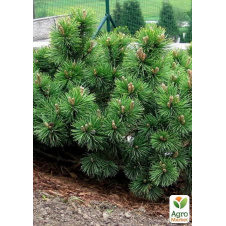 Сосна Крымская (Pinus pallasiana) вазон Р9