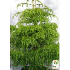 Криптомерия японская Элеганс Виридис(Cryptomeria japonica Elegans Viridis) вазон Р9