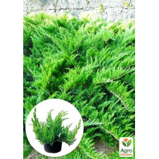 Ялівець козацький Tamariscifolia С2, висота 25-30см