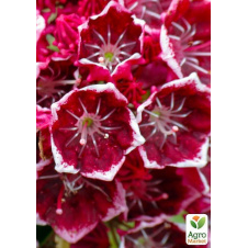 Кальмія latifolia Keepsake