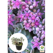 Очиток синий Rasenteppich (Sedum cyaneum)
