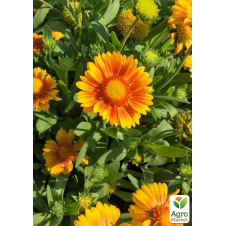 Гайлардія гібридна Arizona Apricot вазон С2