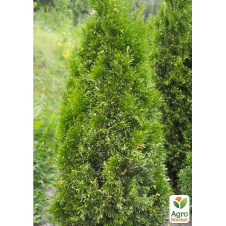 Туя западная Смарагд Вариегата (Smaragd Variegata) горшок P9