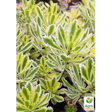Очиток Миддендорфа (Sedum middendorfianum)