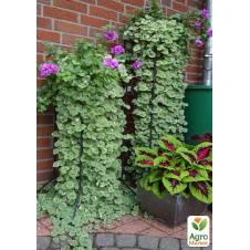 Будра ампельная Variegata