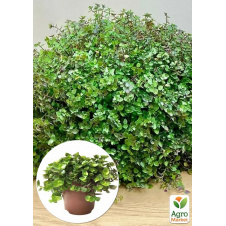 Каллизия ползучая Repens Green