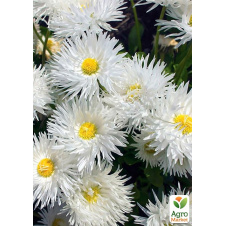 Ромашка махровая Crazy Daisy White вазон С2