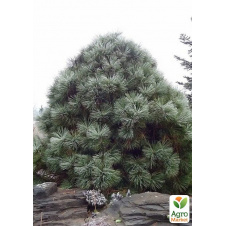 Сосна Джеффри Pinus Jeffreyi ( горшок P9)