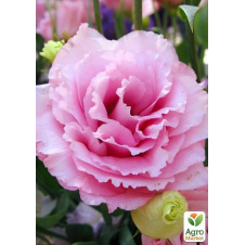 Эустома махровая Super Magic Rose укорененная в контейнере Р9
