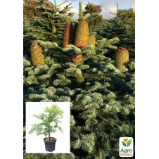 Пихта Маньчжурская 4х летняя (Abies holophylla) высота 30-40 см