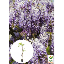 Глициния 3-х летняя китайская Пролифик (Wisteria chinensis Prolific) С2, высота саженца 60-100см