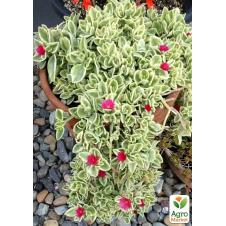 Аптения ампельная Variegata