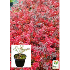 Барбарис Тунберга 3-х річний Red Jewel С3, висота саджанця від 25см