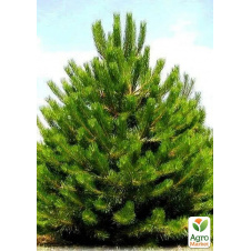 Сосна обыкновенная 3-х летняя (Pinus sylvestris) С3, высота 20-40см