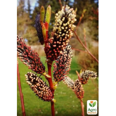 Верба тонкослупкова чорна Меланостахіс (Salix gracilistyla Melanostachys) висота 25-40см