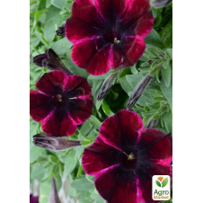 Петуния ампельная Sweetunia Johnny Flame (контейнер №10, высота 10-15см)
