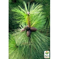 Сосна Орегонская Pinus Ponderosa