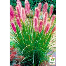 Пеннисетум 3х летний Red Head, С2